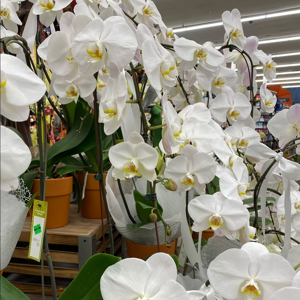 Meet your Posher, Farso